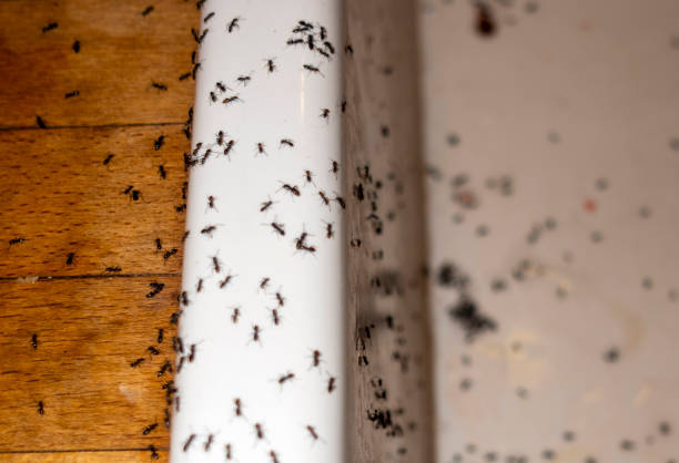 Best Termite Control Services  in Holly Hills, CO
